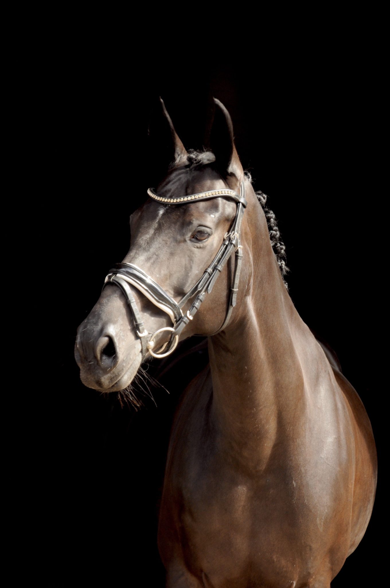 Stuten HIPPO Promotion GmbH