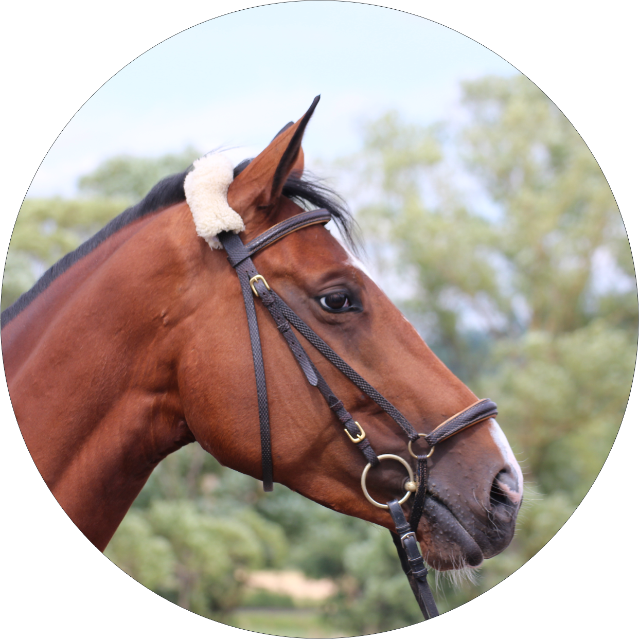 Tequila Verkaufspferd