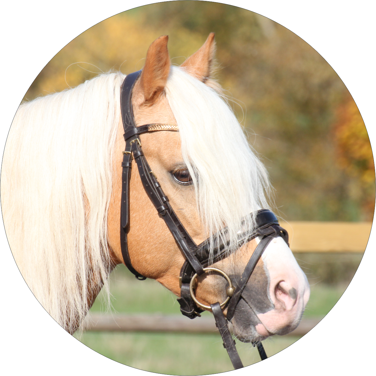 Don Puss´n Boots first Dancer (Doni)