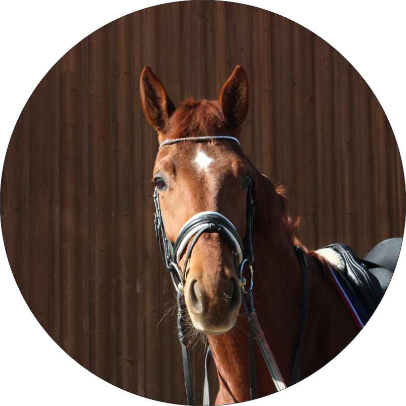 Sucre Bébé Verkaufspferd Rund