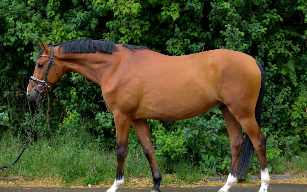 Vidal Del Sol
