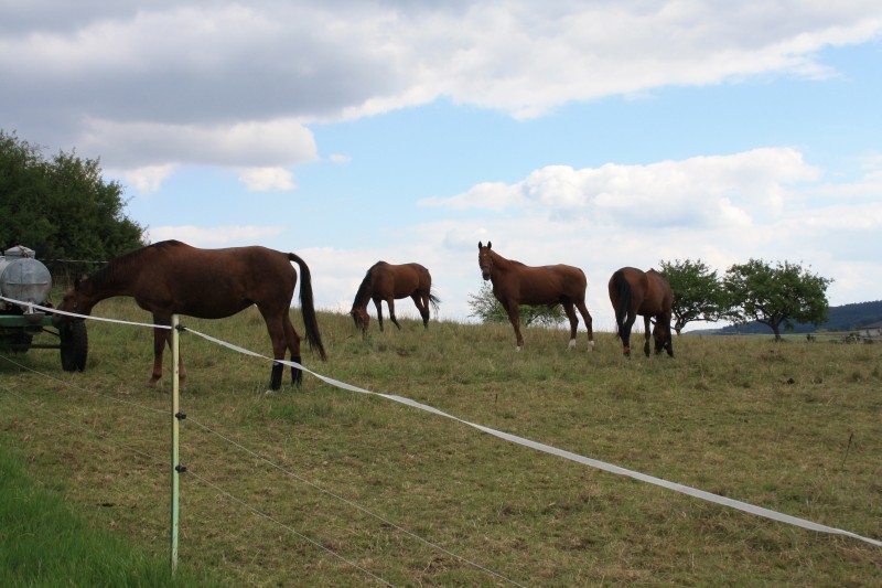 Ausbildungs Reitsportanlage Weide Ausbildungs Reitsportanlage Weide